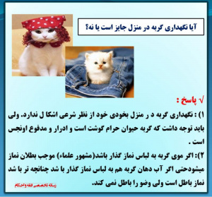 حکم نگه داری گربه