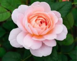 تولد چهارمین فرزند نفس در سال جدید
