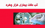 وضعیت نگران کننده تب مالت در شهرستان تربت جام