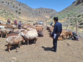 بازدید مشترک کارشناسان شبکه بهداشت و دامپزشکی شهرستان صالح آباد از دورترین دامداری های تحت پوشش منطقه