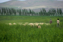 درمسیرصالح آباد 