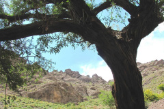 طبیعت روستای میانسرا